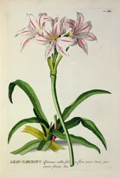 Lilio-Narcissus, Africanus, uit 